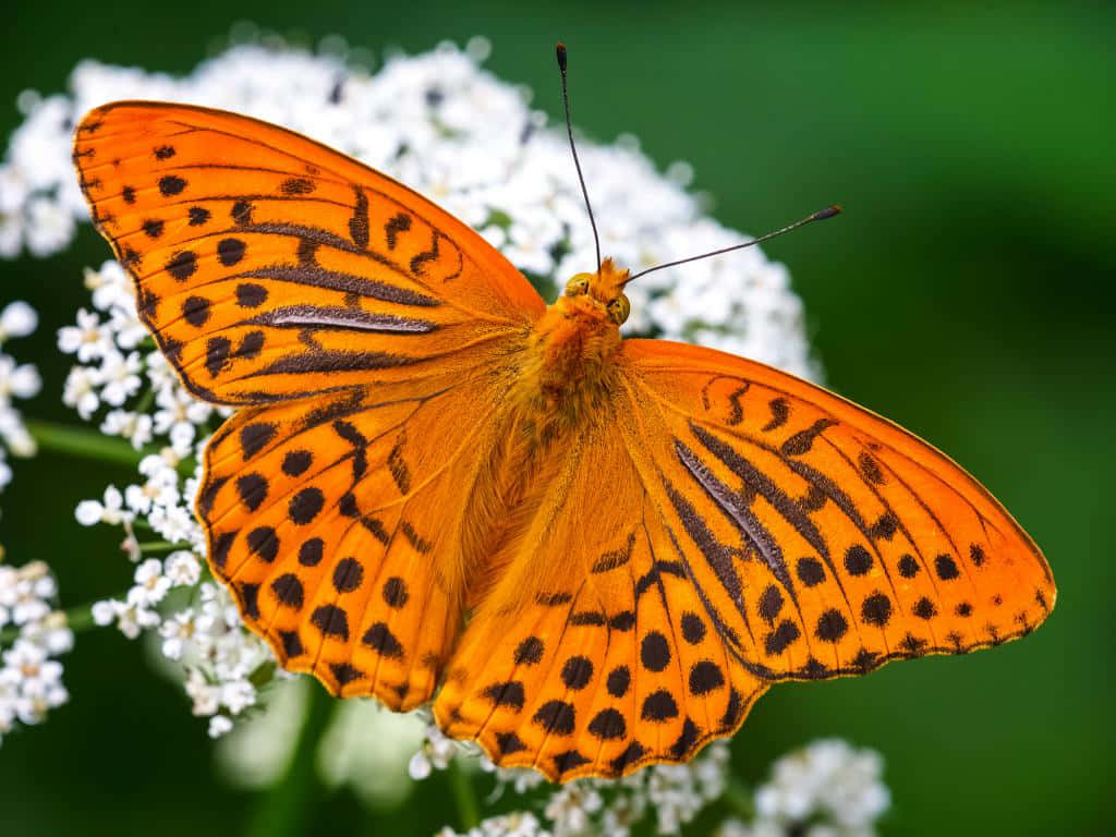 Vibrant_ Fritillary_ Butterfly_on_ White_ Flowers.jpg Wallpaper