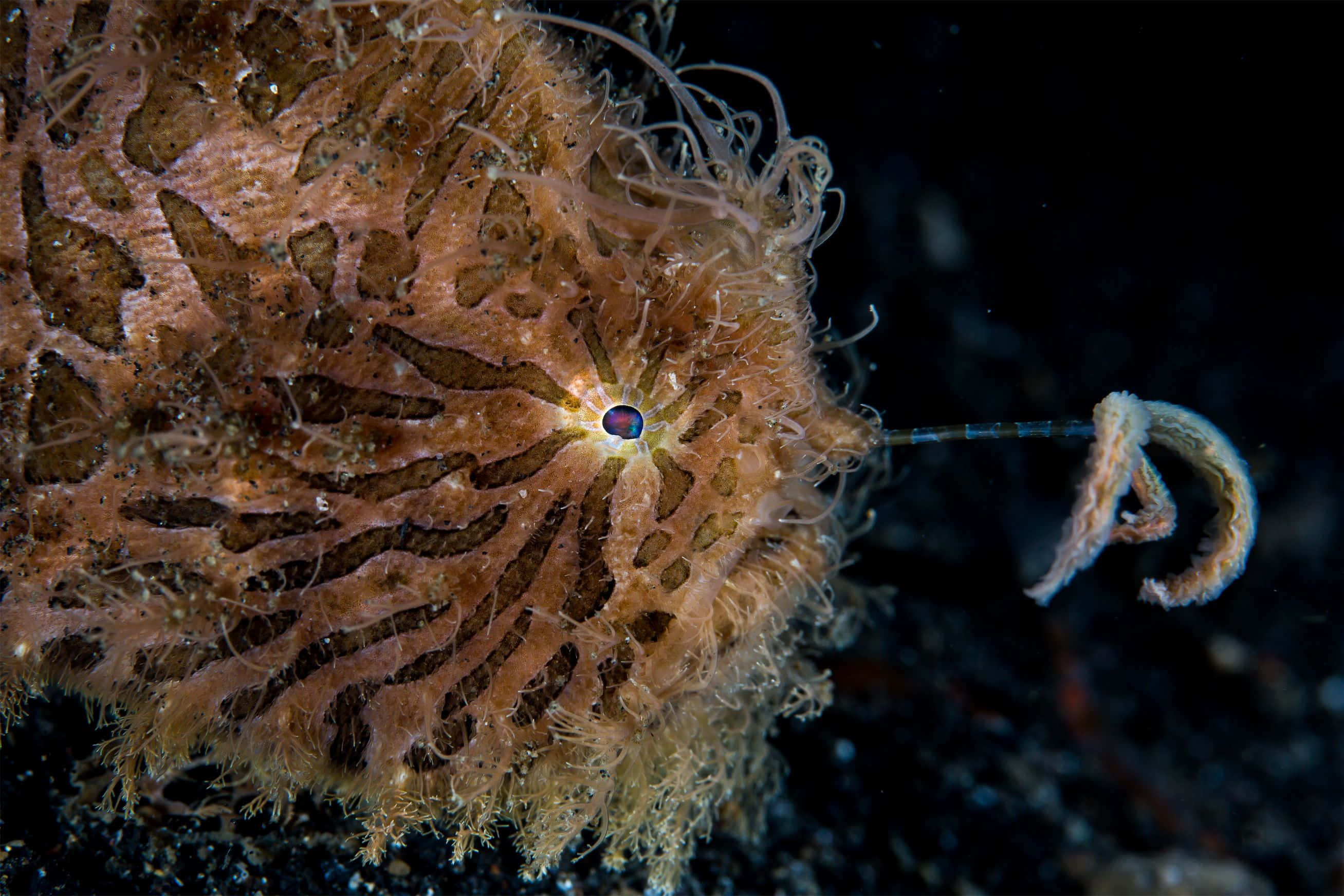 Vibrant Frogfish In Its Natural Habitat Wallpaper