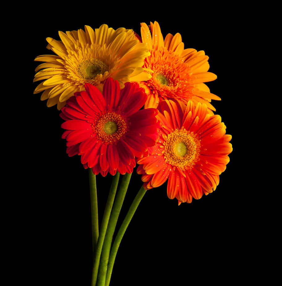 Vibrant_ Gerbera_ Daisies_ Against_ Black_ Background Wallpaper