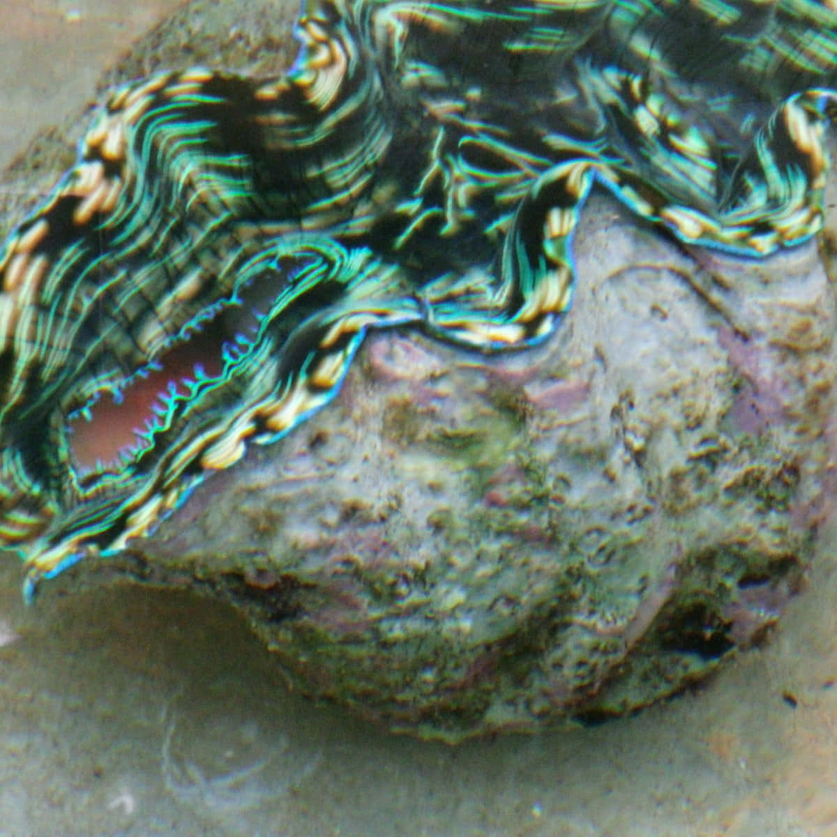 Vibrant Giant Clam Underwater.jpg Wallpaper