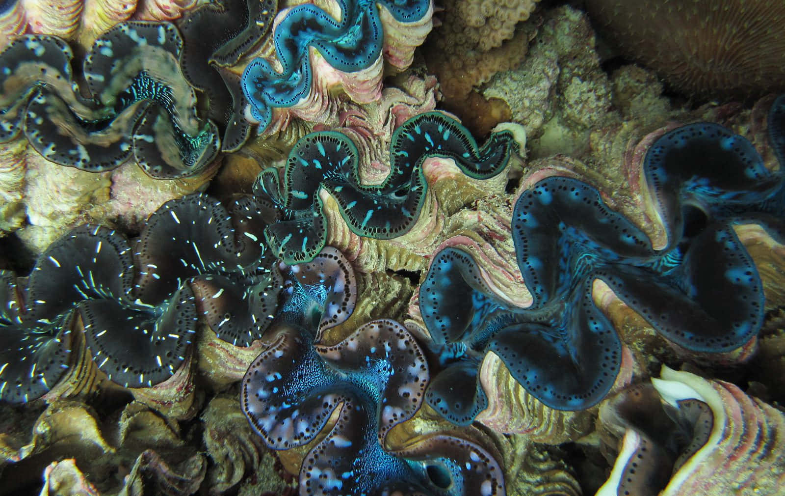 Vibrant Giant Clams Underwater Wallpaper