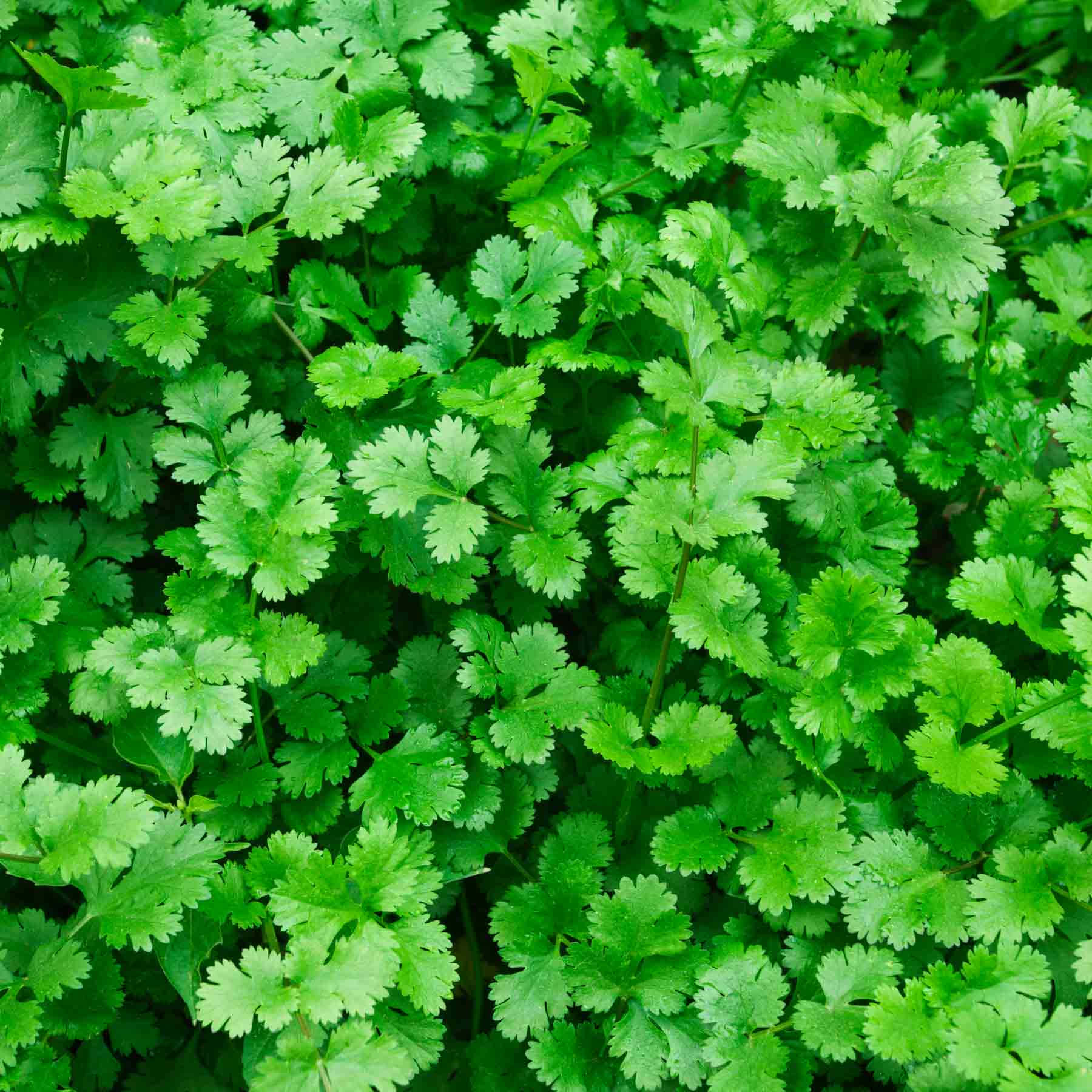 Vibrant Green Coriander Leaves Texture Wallpaper