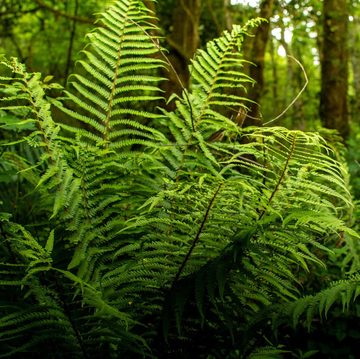 Vibrant Green Fern In Its Natural Habitat Wallpaper