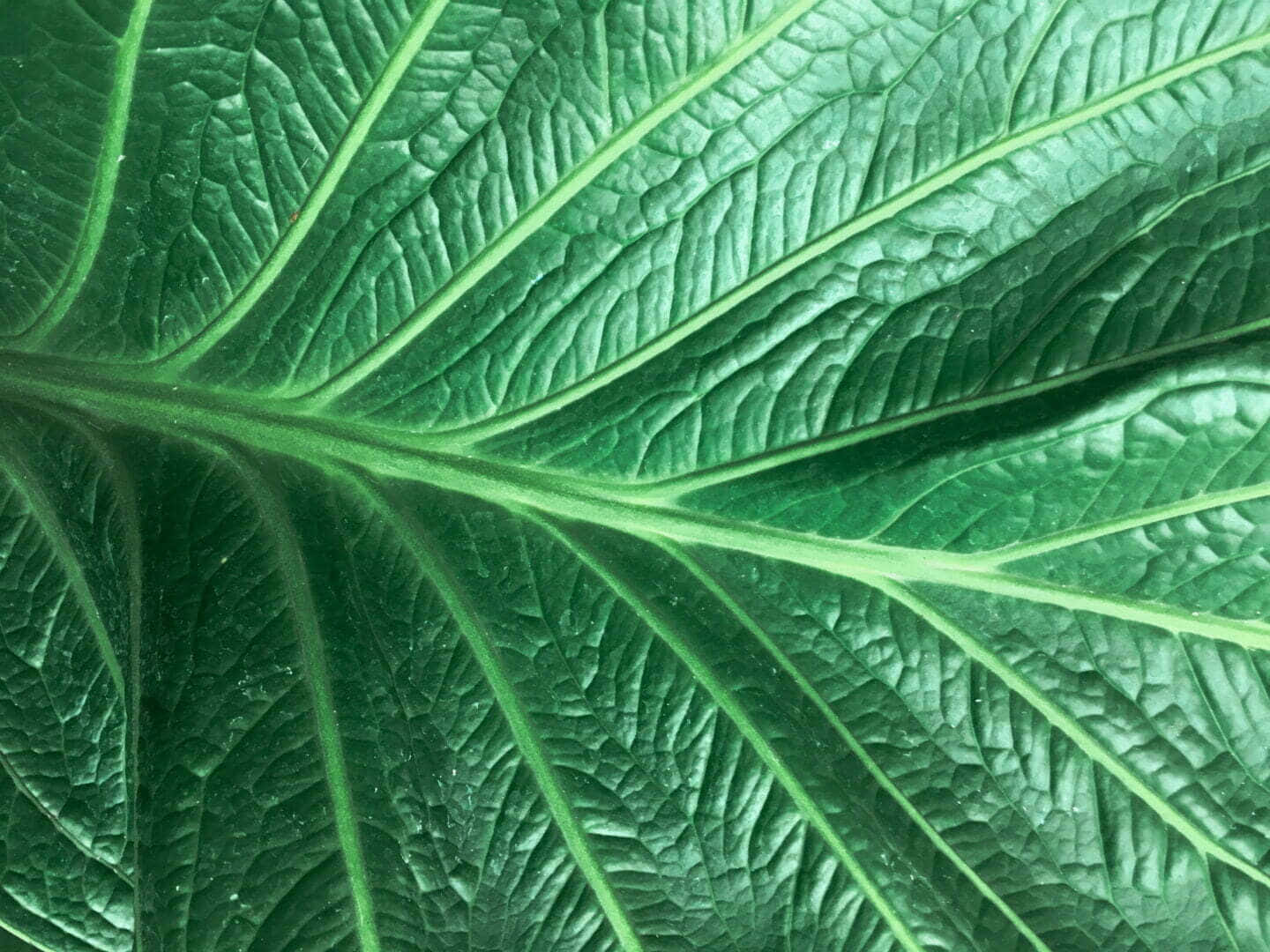 Vibrant Green Leaf Texture Wallpaper