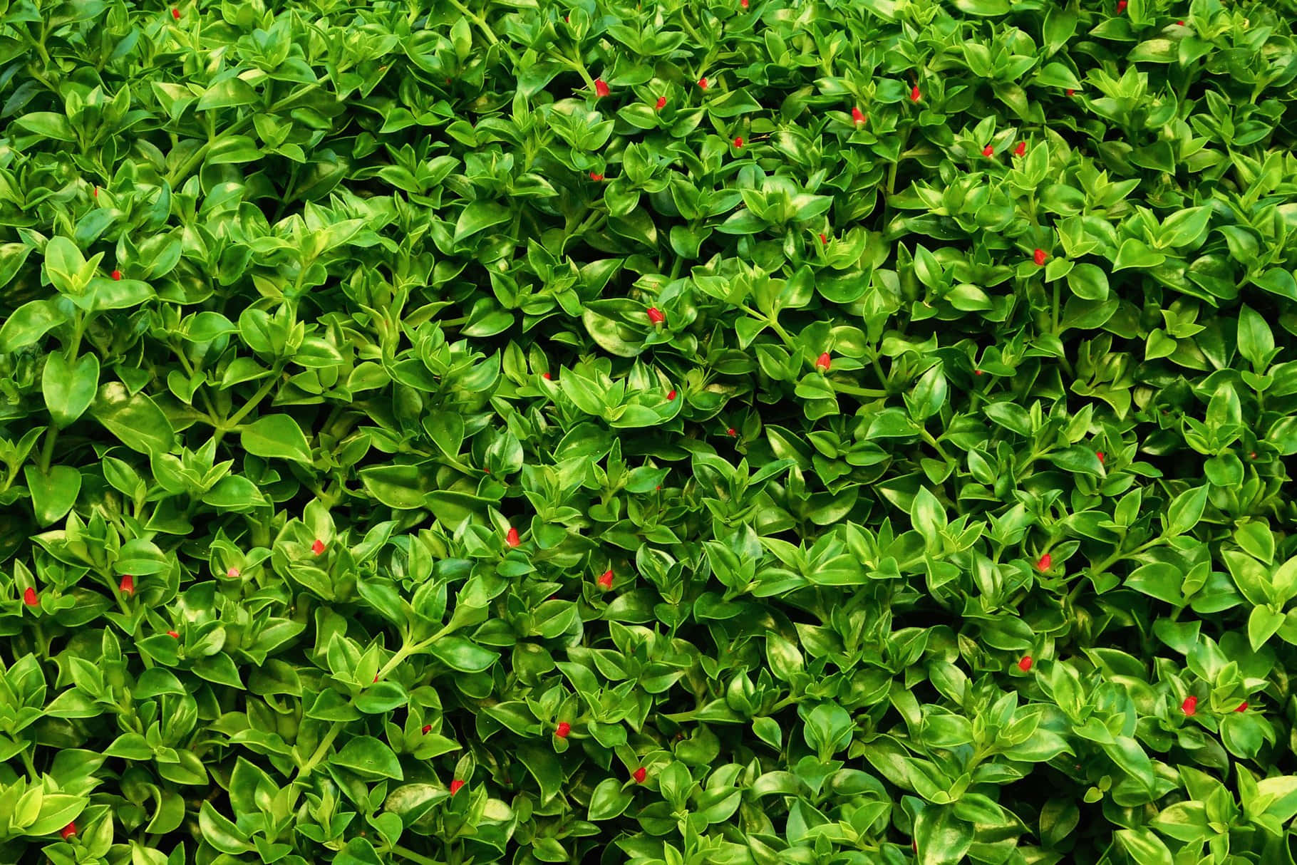 Vibrant Green Leaves Texturewith Red Berries Wallpaper