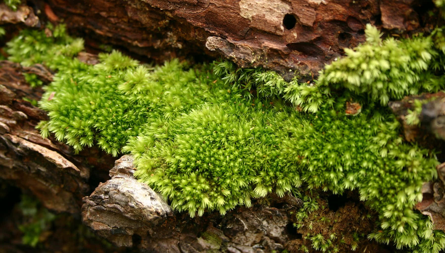 Vibrant Green Moss Forest Floor Wallpaper