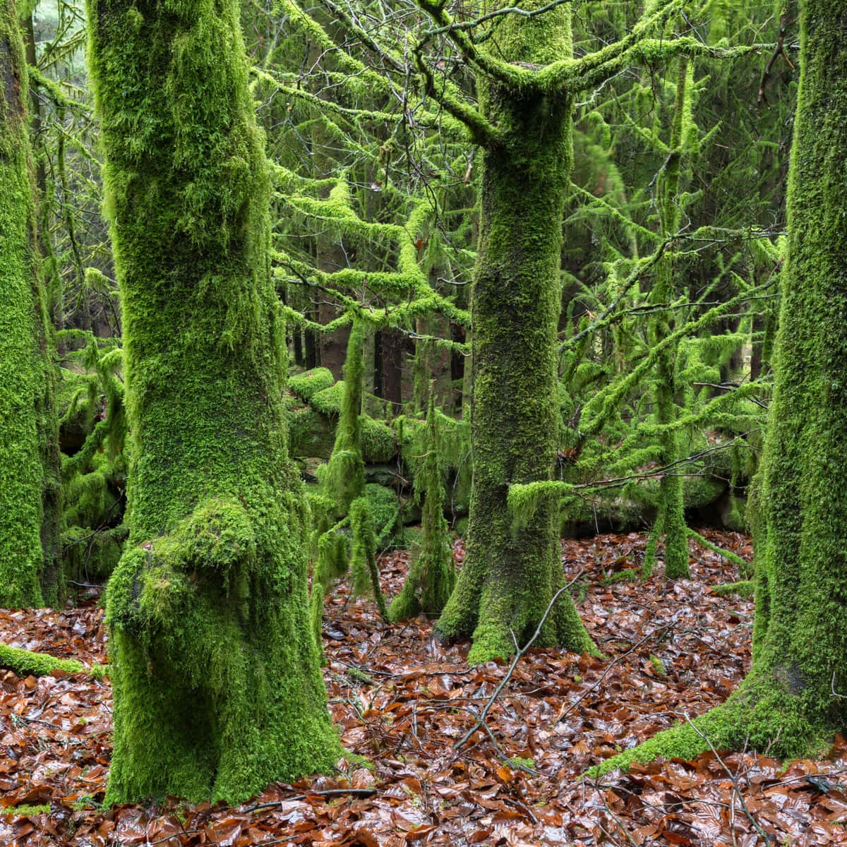 Vibrant Green Moss Wallpaper