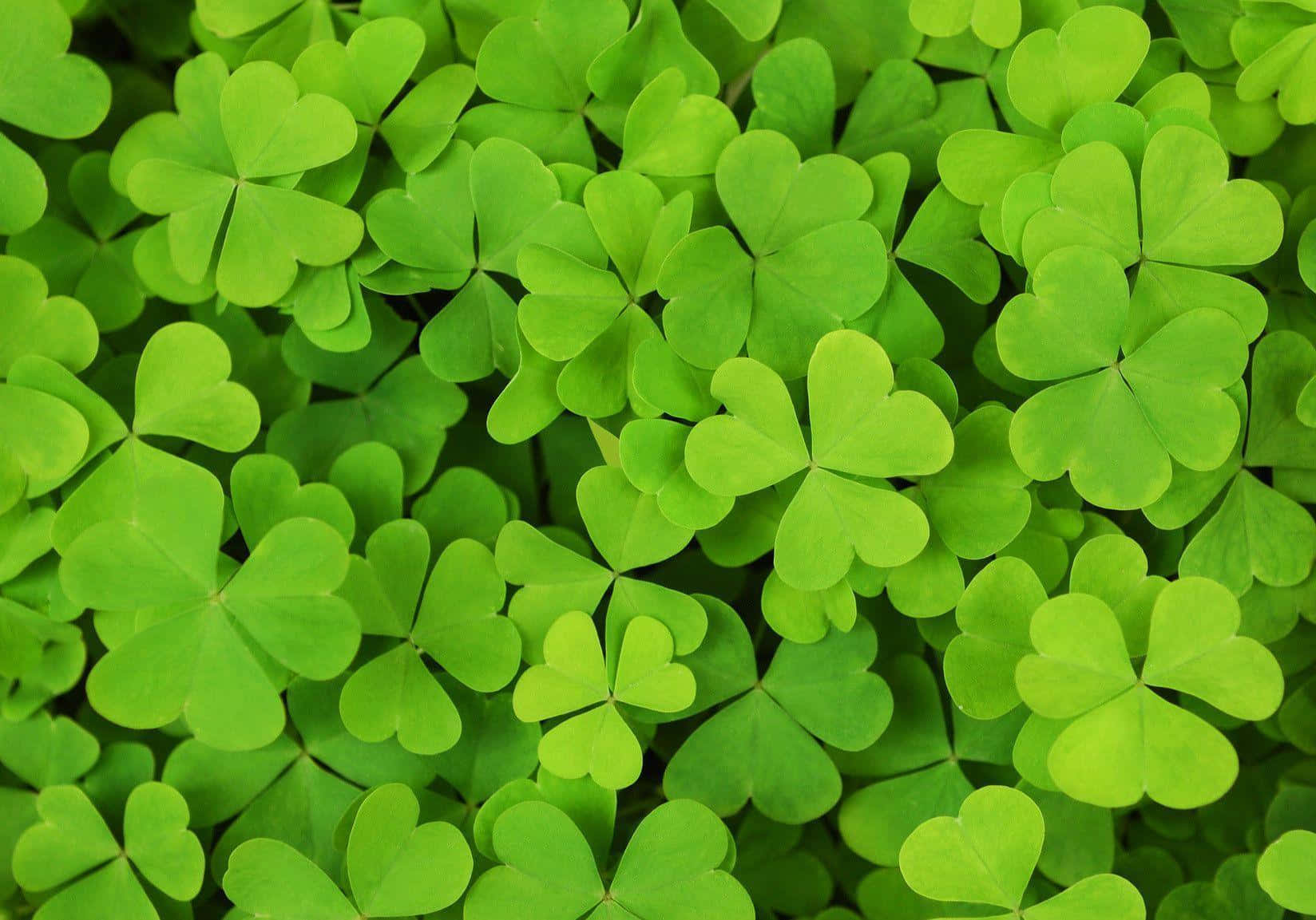 Vibrant Green Shamrock Field.jpg Wallpaper