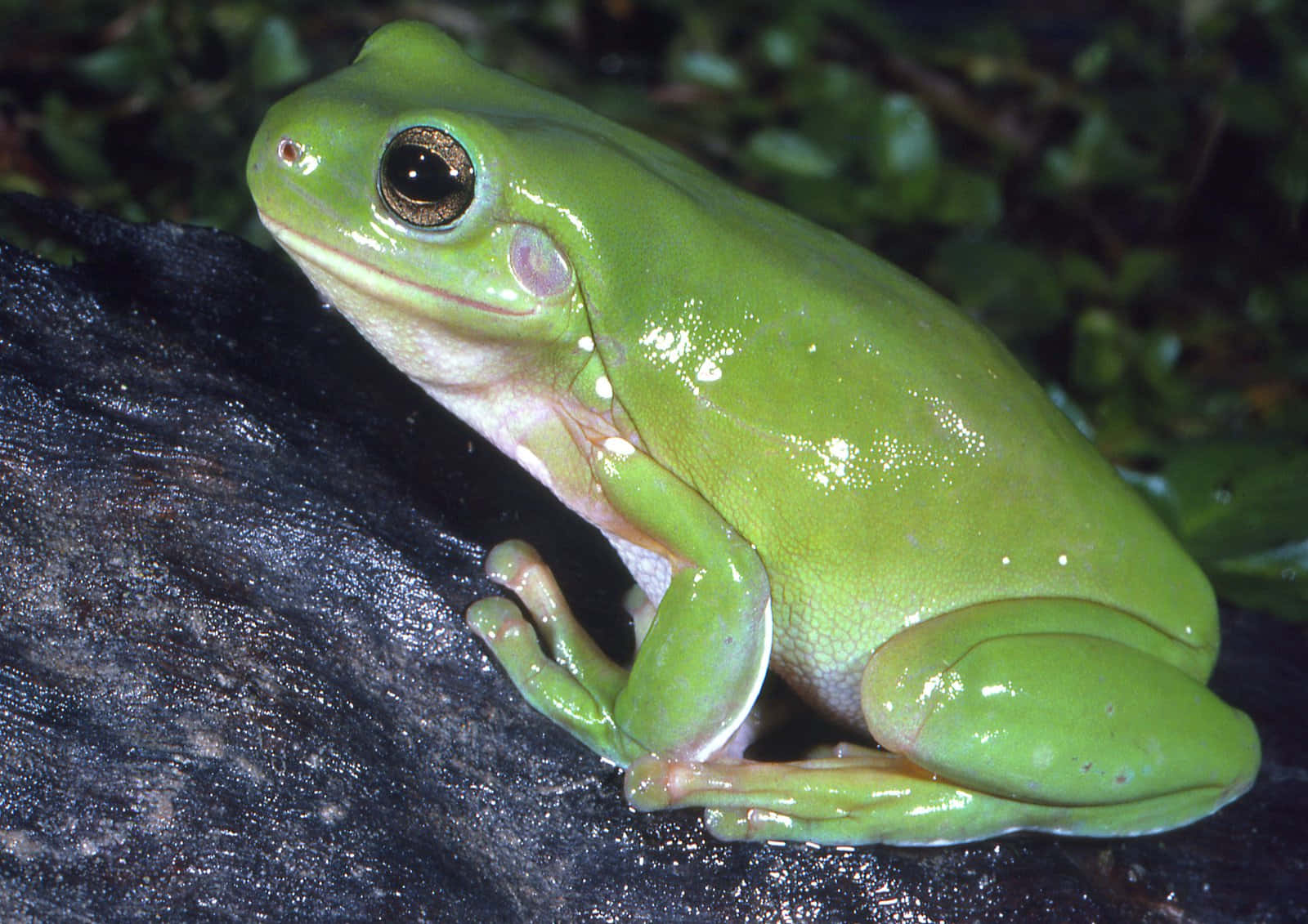 Vibrant Green Tree Frog On Branch.jpg Wallpaper