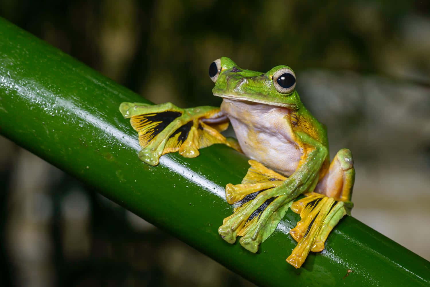 Vibrant Green Tree Frogon Branch Wallpaper