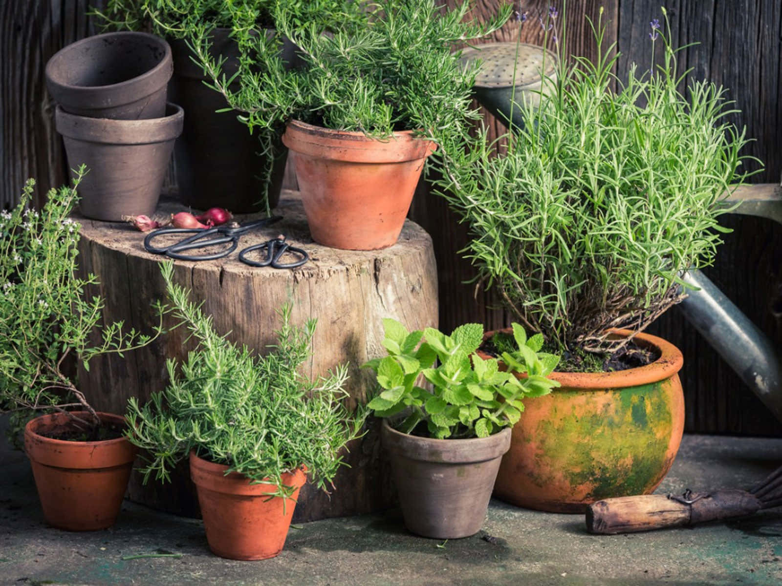 Vibrant Herb Garden In Full Bloom Wallpaper