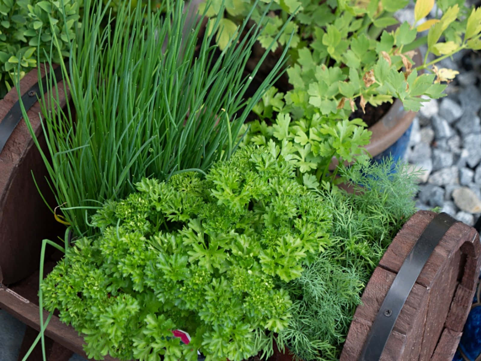 Vibrant Herb Garden In Full Bloom Wallpaper