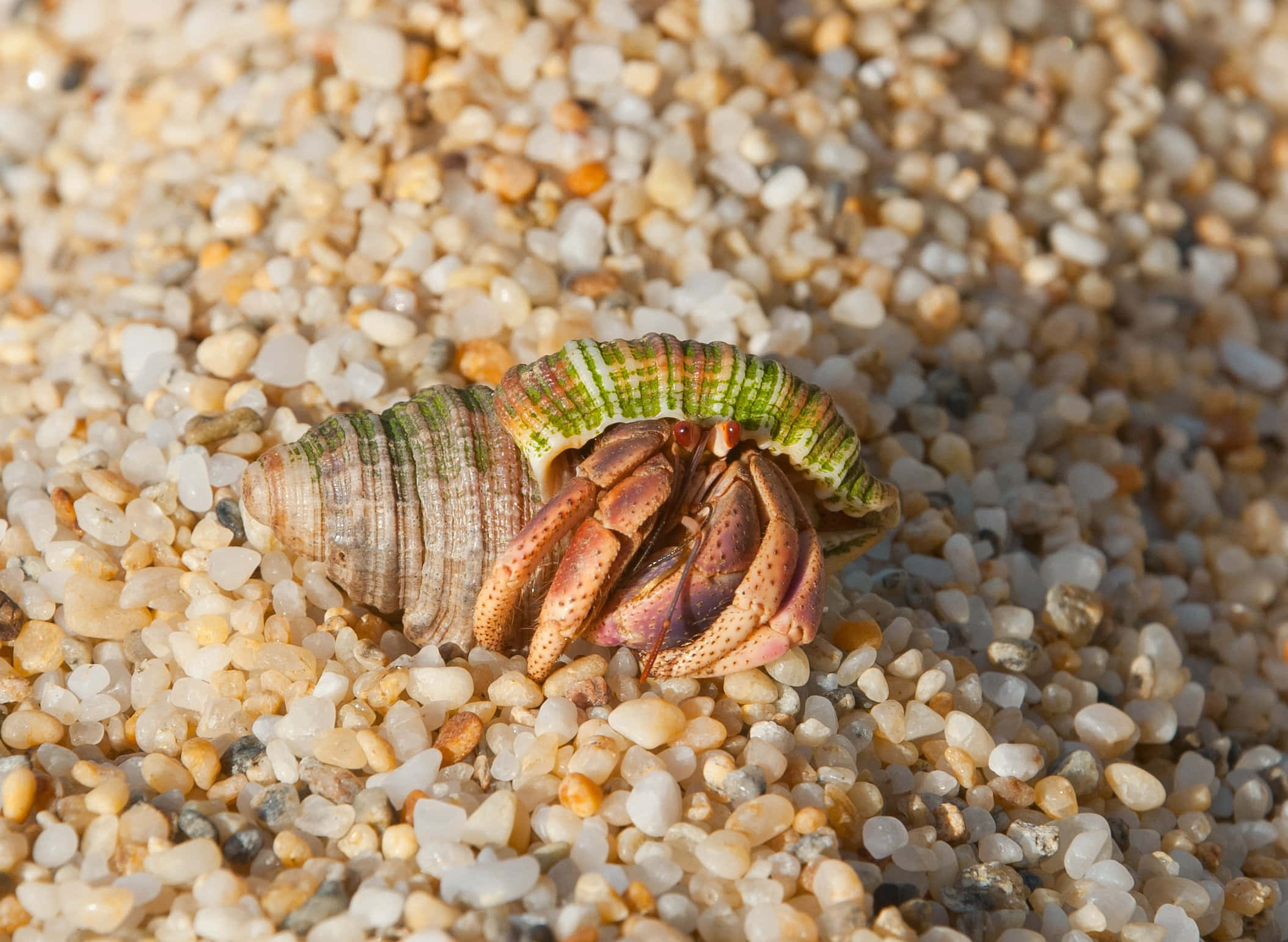 Vibrant Hermit Crab Navigating The Tropic Shore Wallpaper