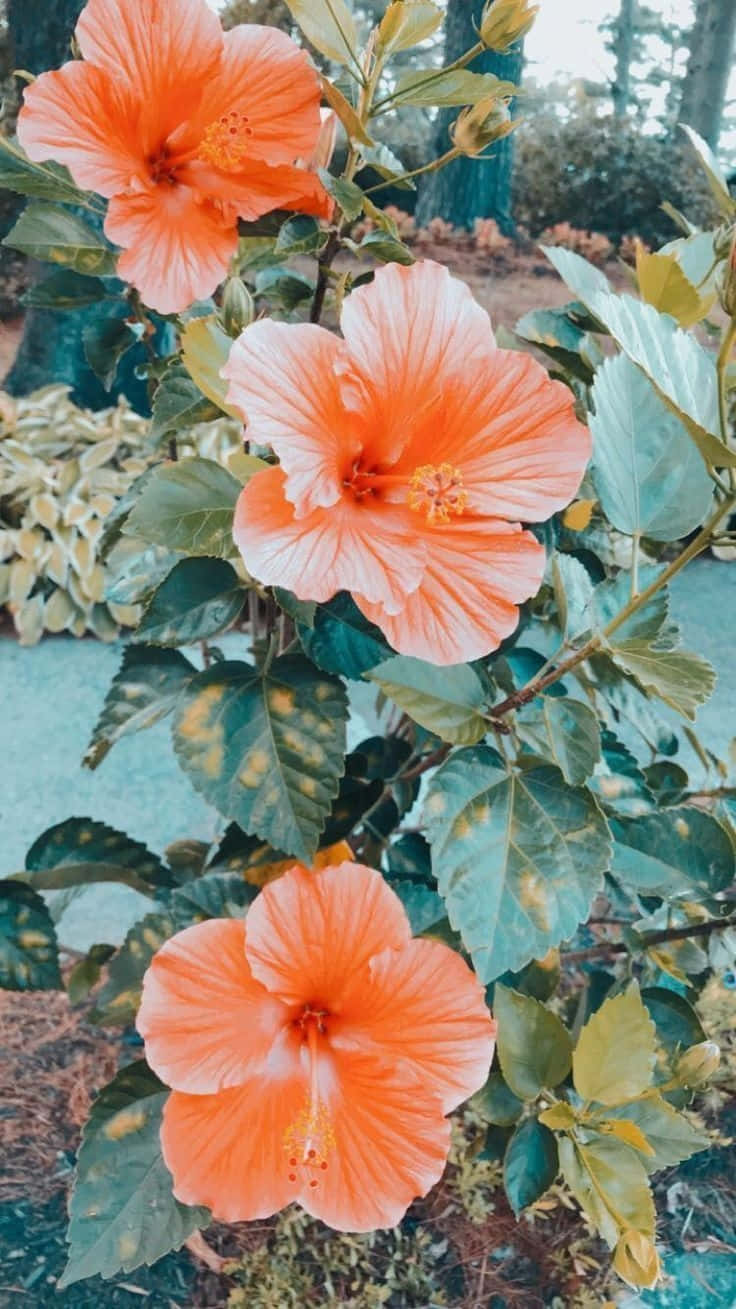 Vibrant Hibiscus Blooms Wallpaper