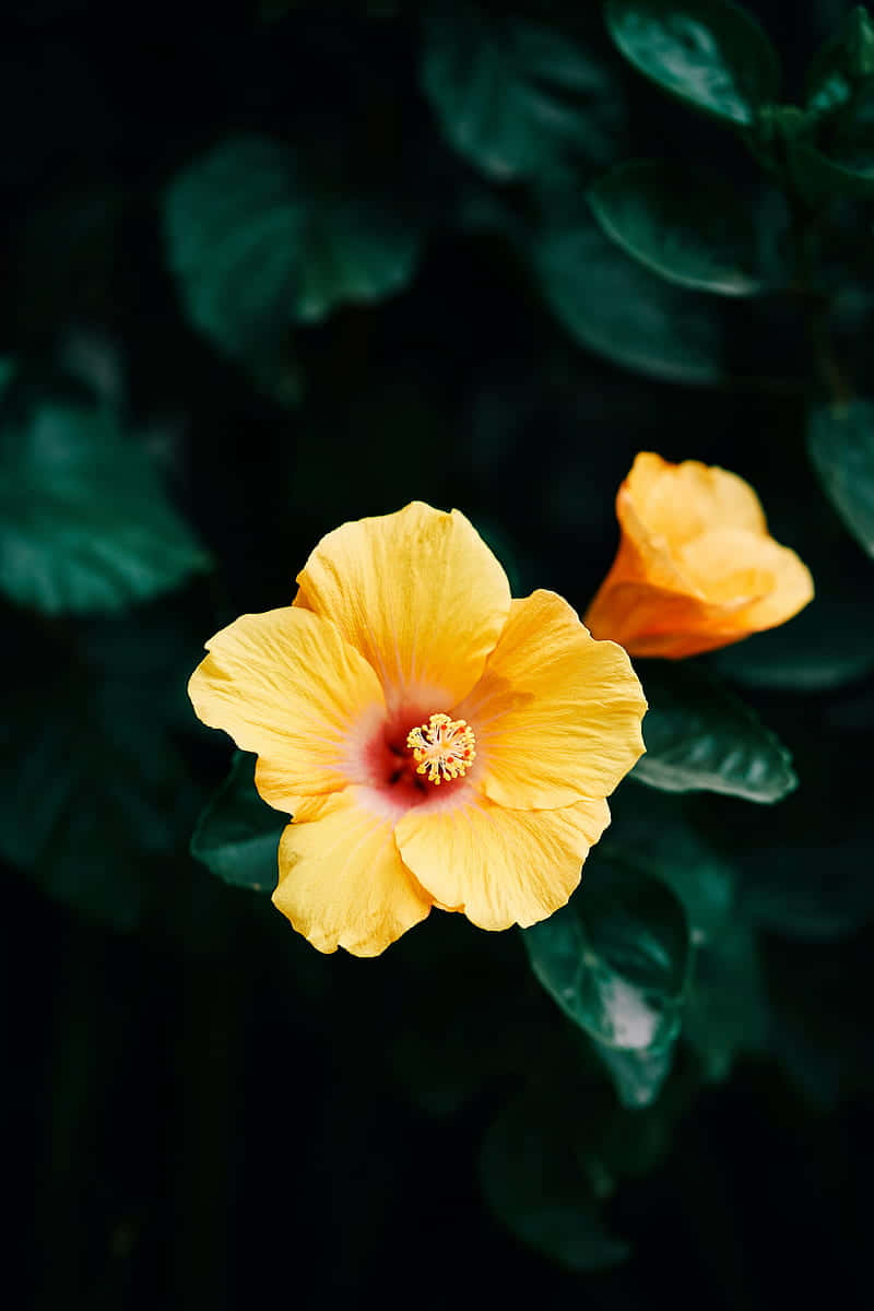 Vibrant_ Hibiscus_ Flower_ Dark_ Background.jpg Wallpaper