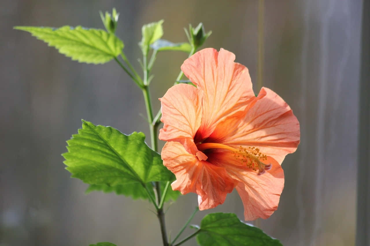 Vibrant Hibiscus Flower Sunlit Wallpaper