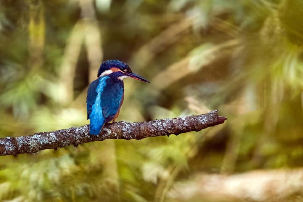 Vibrant_ Kingfisher_ Perched Wallpaper