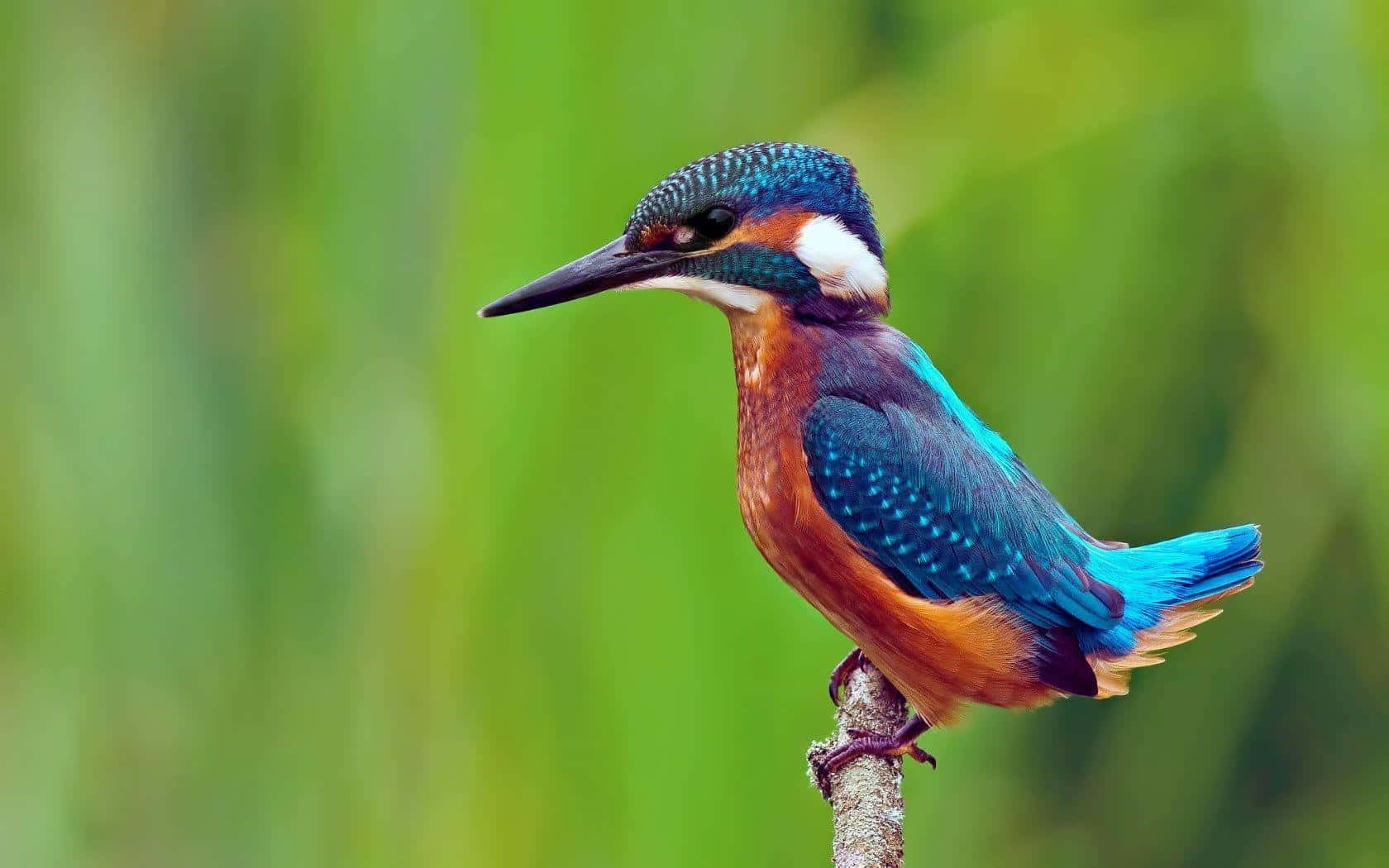 Vibrant Kingfisher Perched Wallpaper