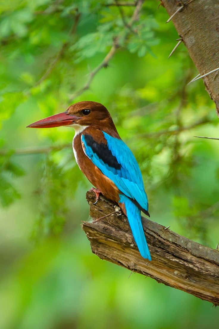 Vibrant_ Kingfisher_ Perched Wallpaper