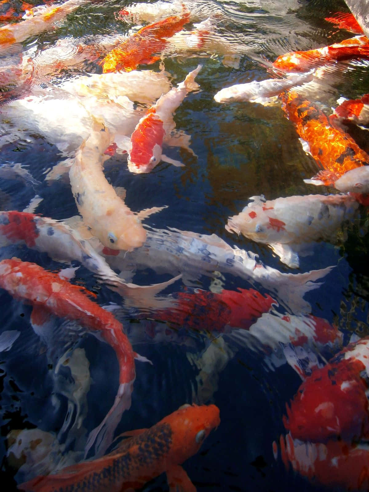 Vibrant Koi Fish Pond Wallpaper