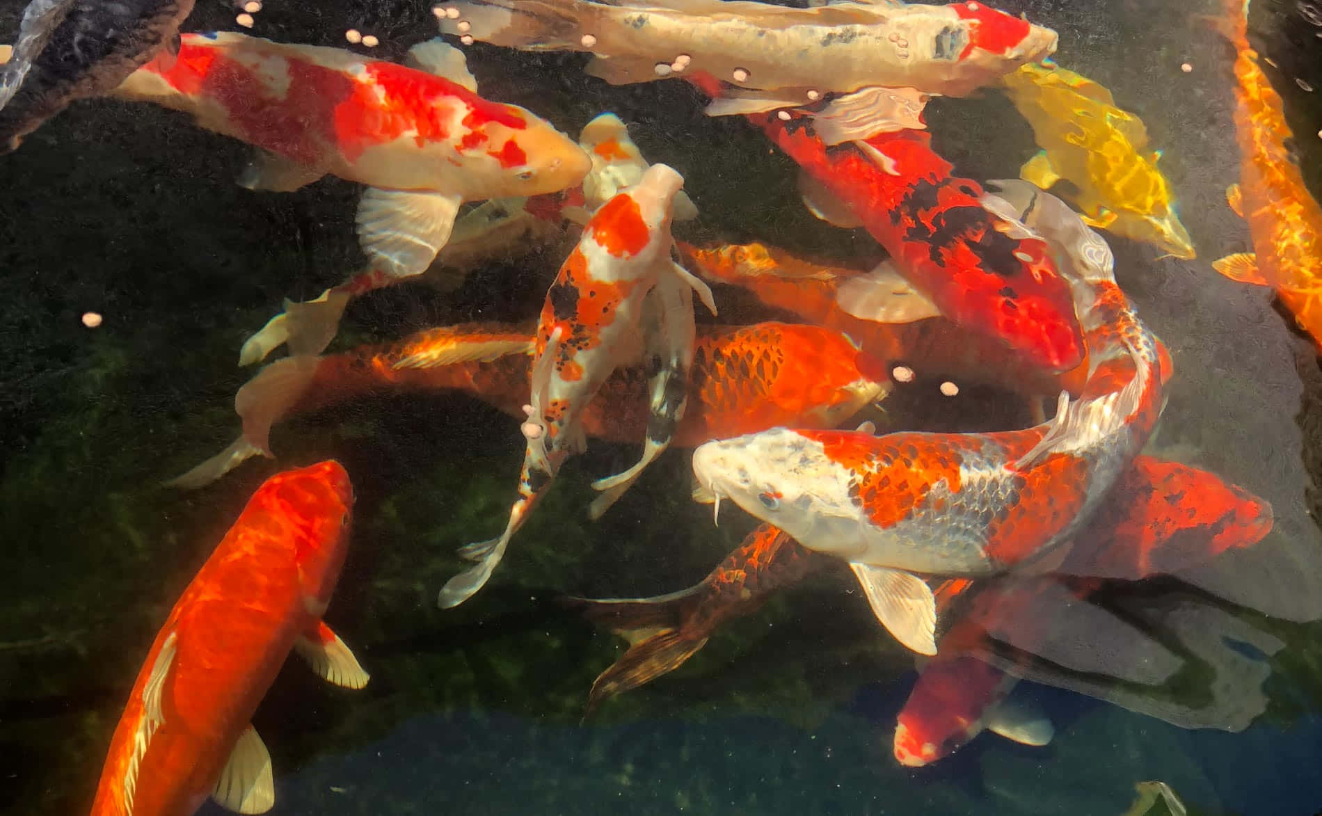 Vibrant_ Koi_ Fish_ Pond Wallpaper