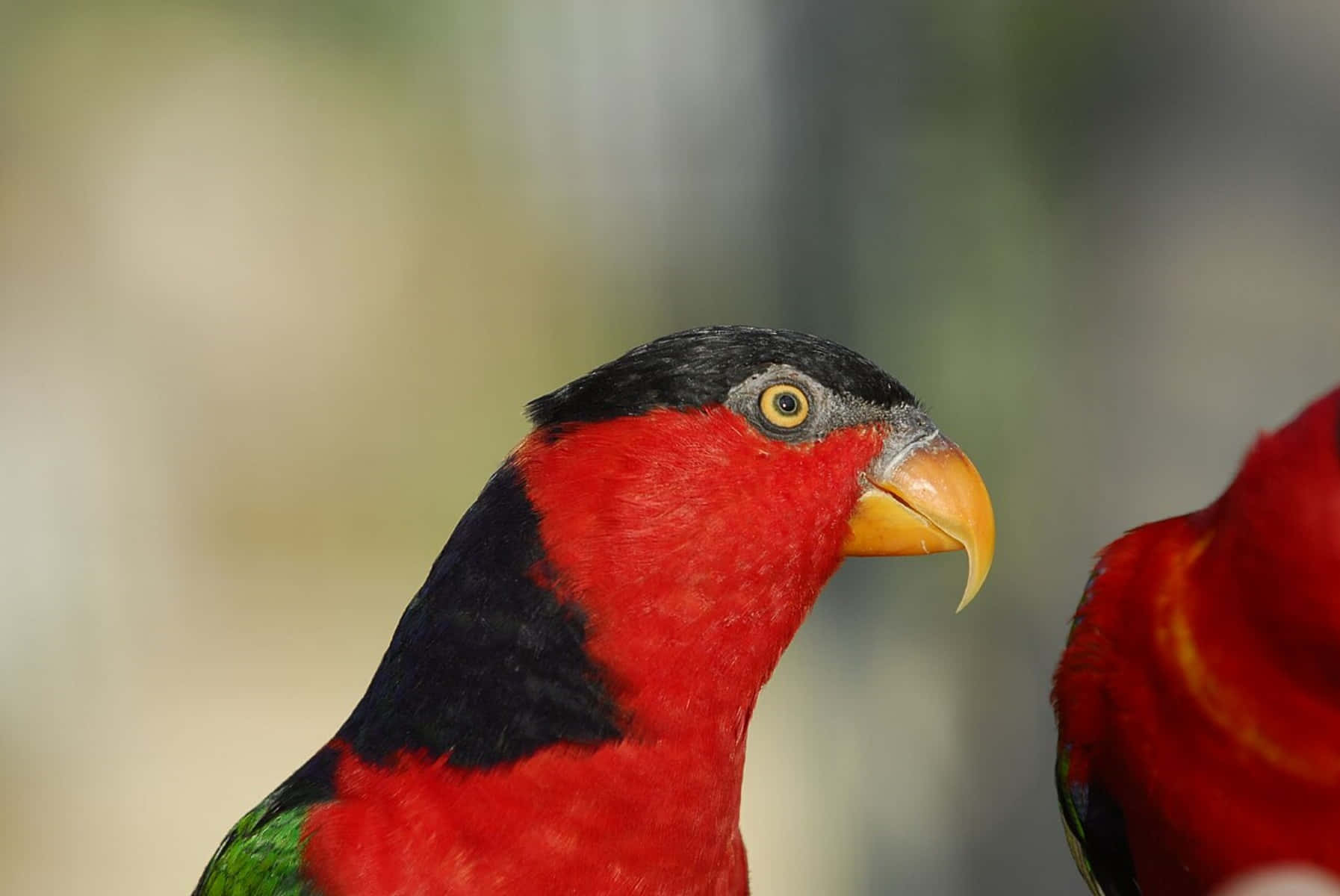 Vibrant Lory Bird Portrait Wallpaper