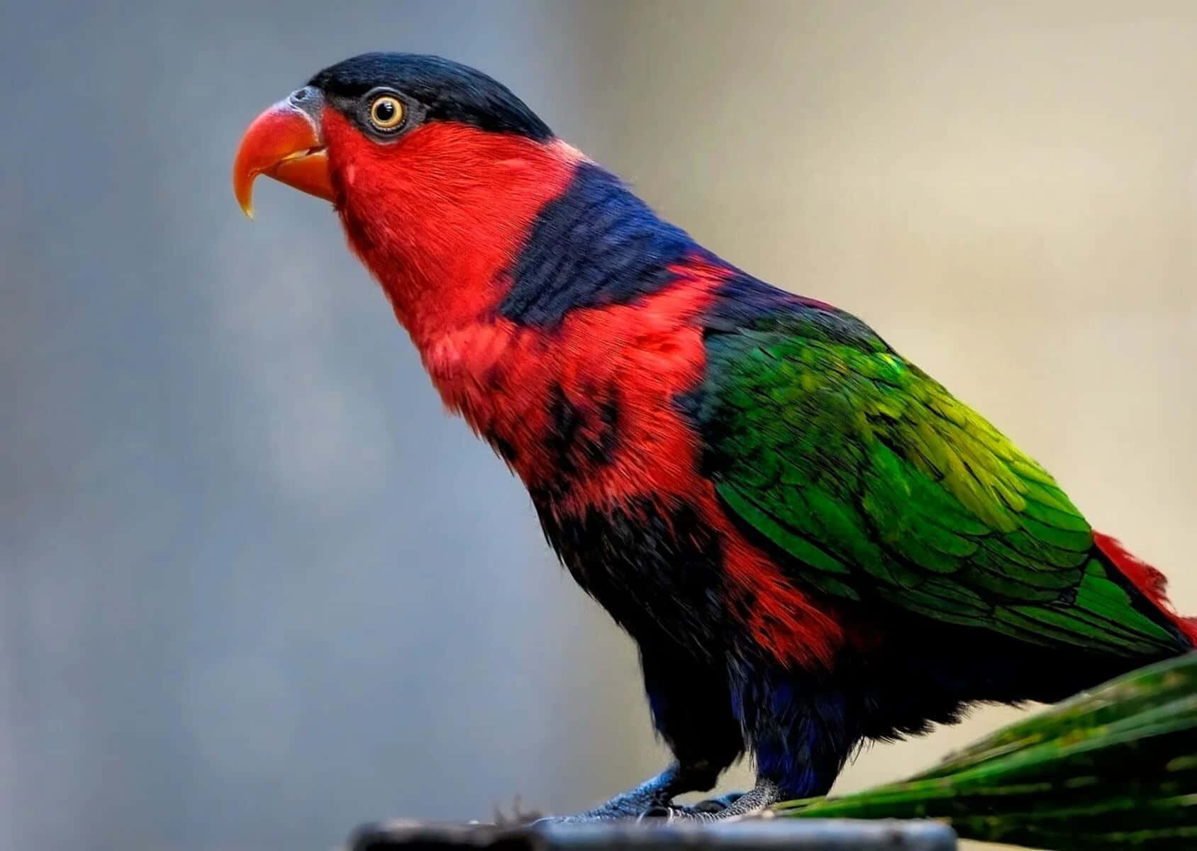 Vibrant Lory Bird Profile Wallpaper