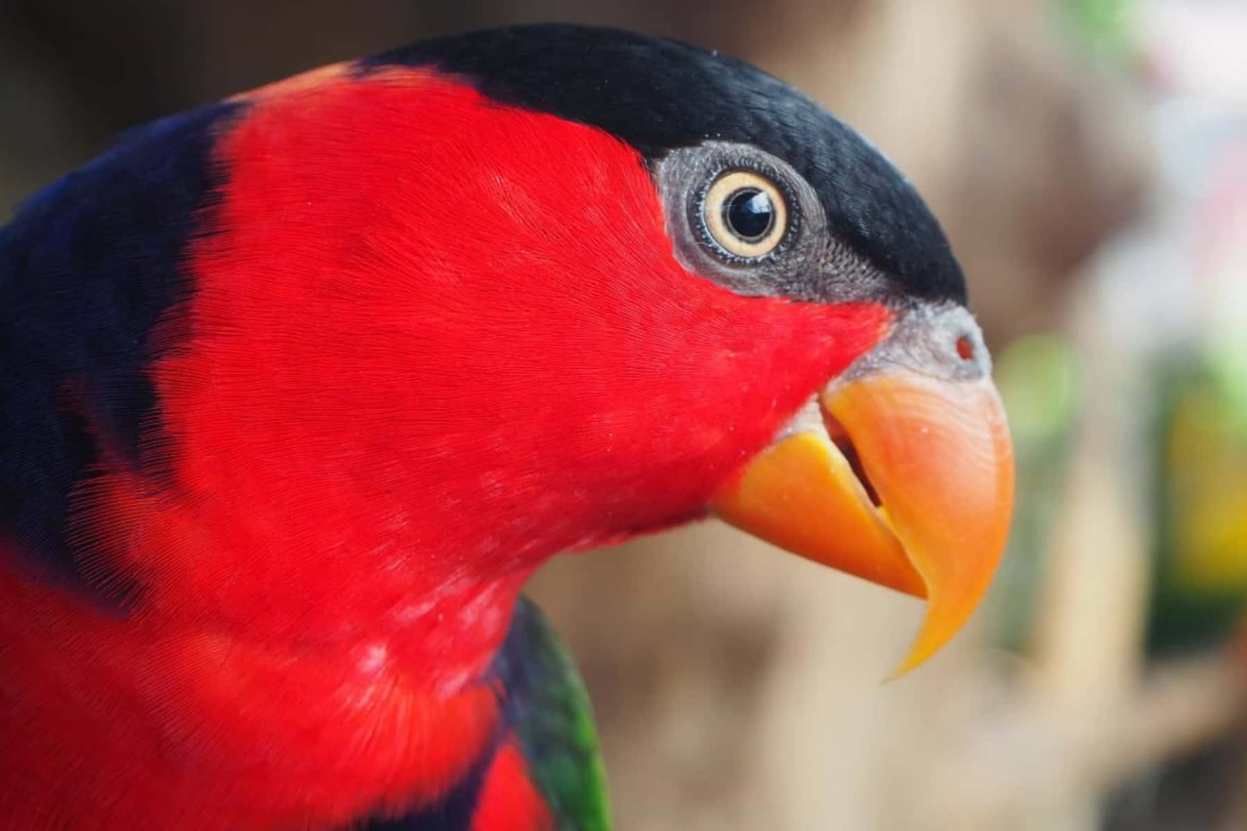 Vibrant Lory Close Up Wallpaper