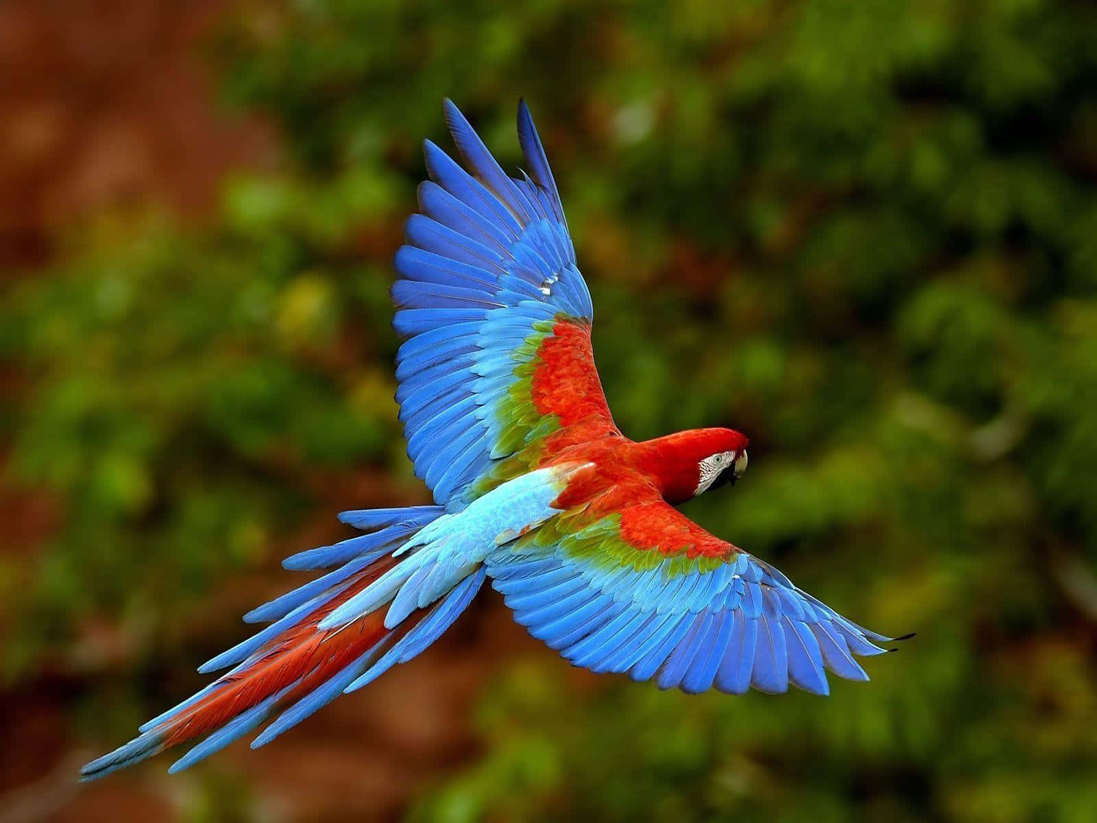 Vibrant_ Macaw_ In_ Flight.jpg Wallpaper