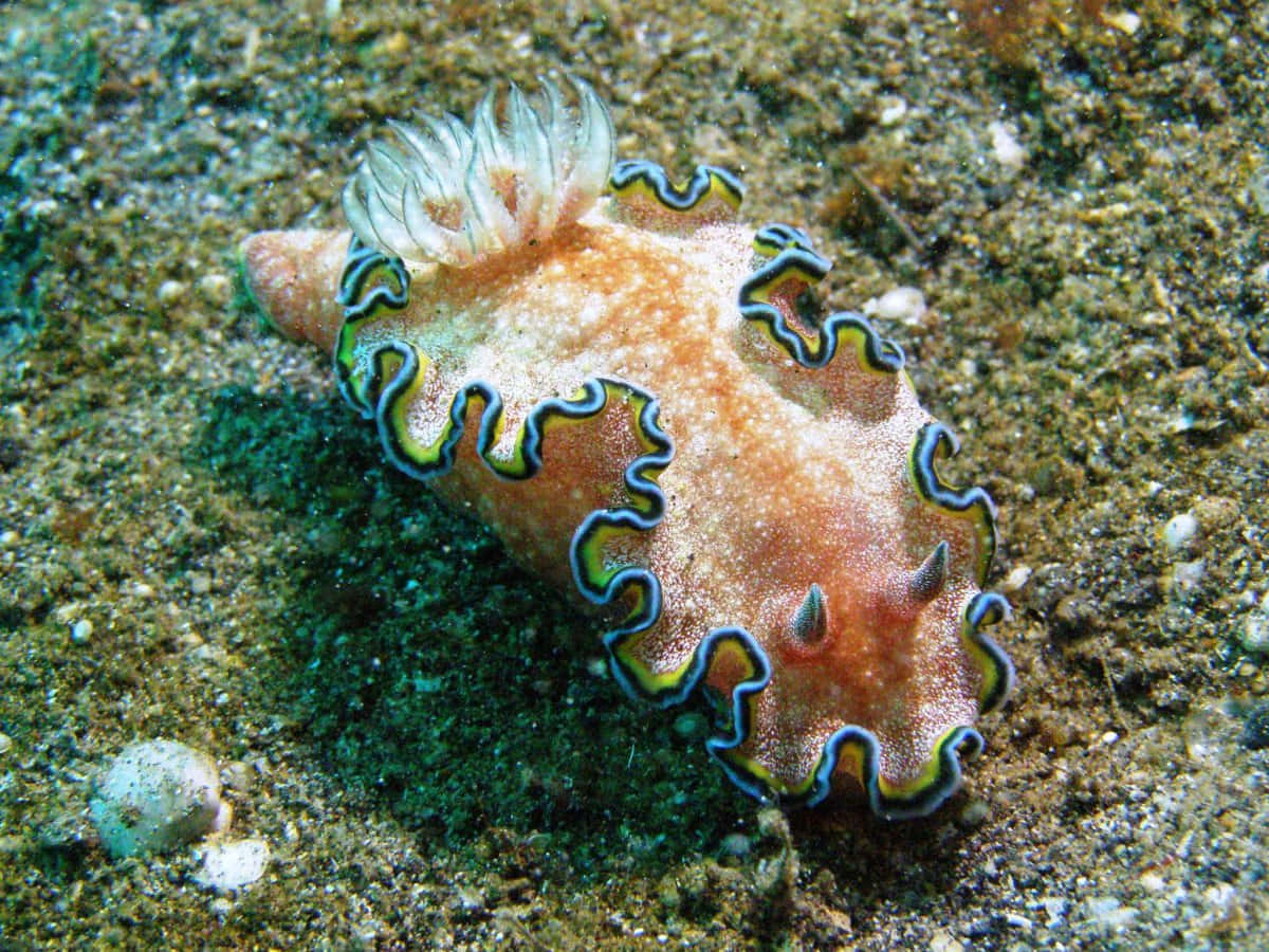 Vibrant Nudibranch In Deep Blue Sea Wallpaper