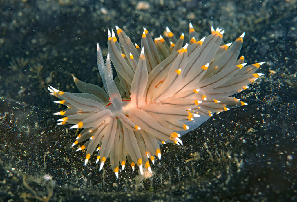 Vibrant Nudibranch On Coral Reef Wallpaper