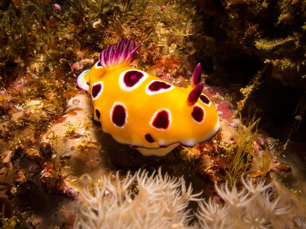 Vibrant Nudibranch On Sea Floor Wallpaper