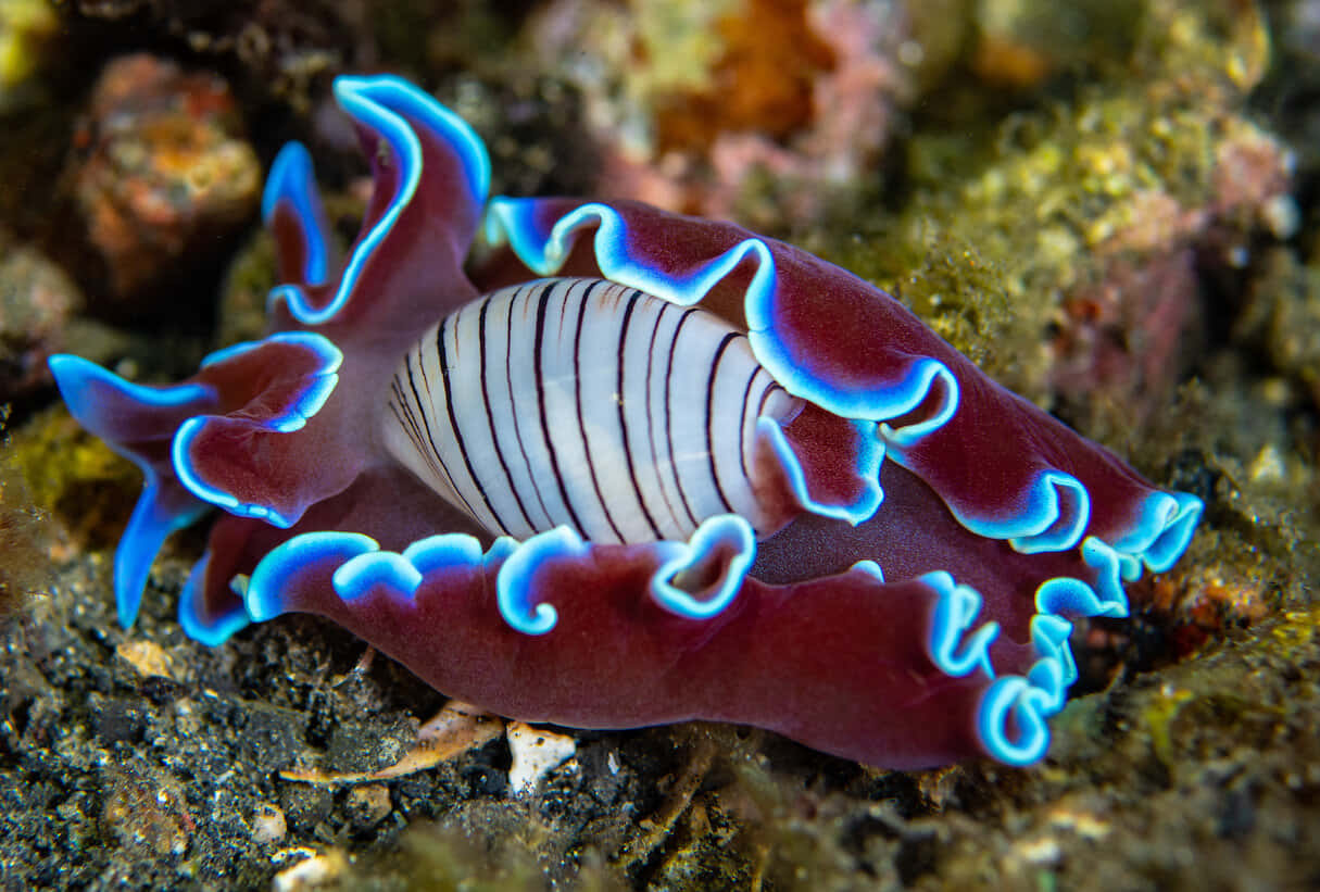 Vibrant Nudibranch Underwater Wallpaper