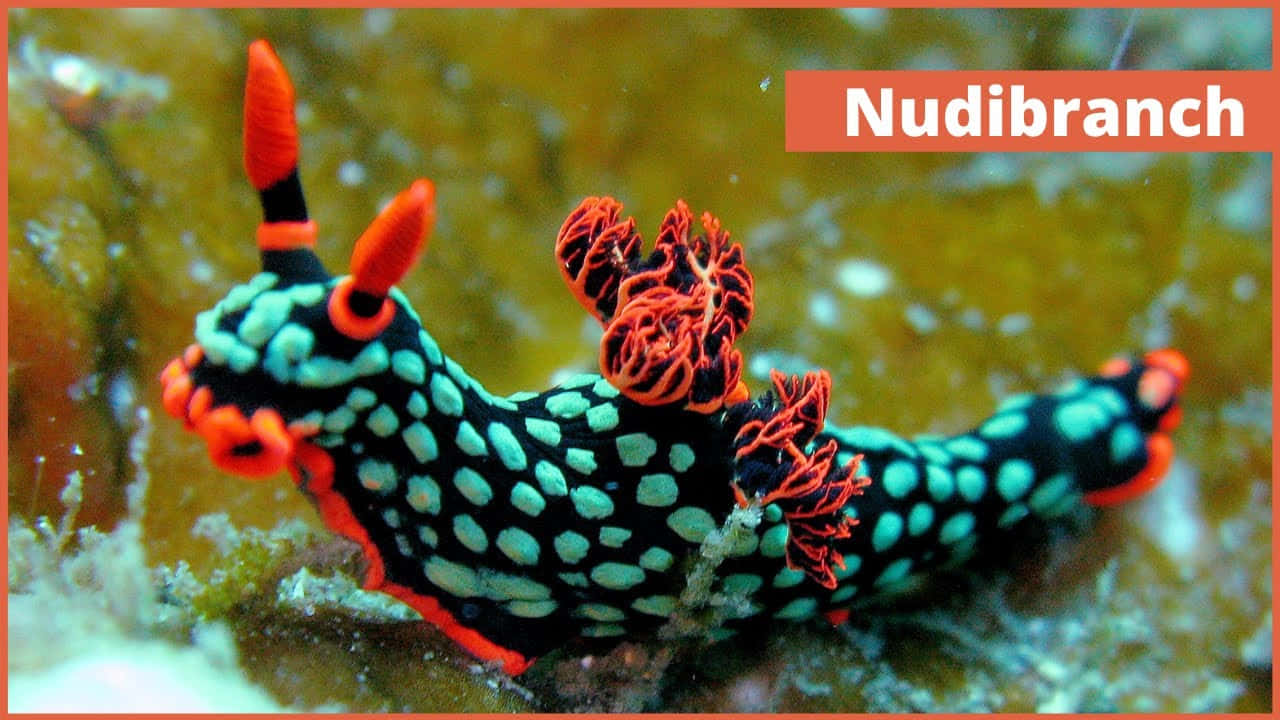 Vibrant Nudibranch Underwater Wallpaper