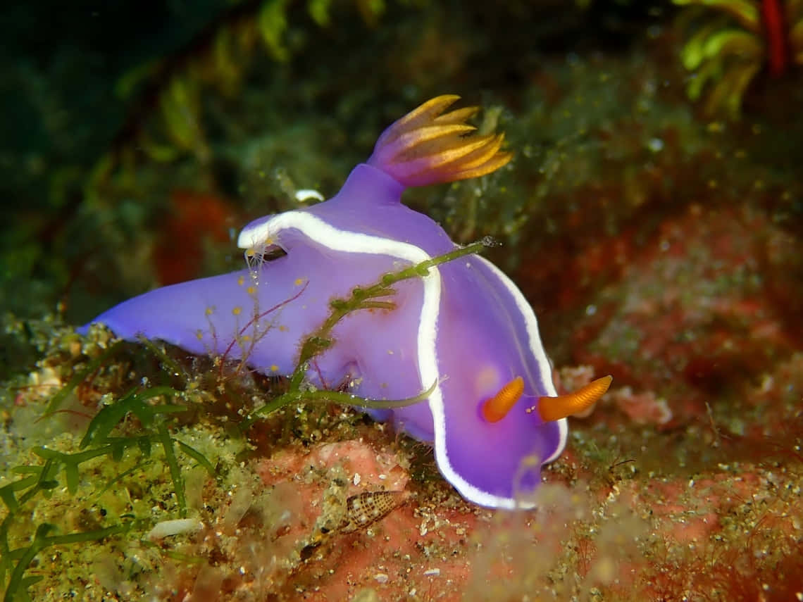 Vibrant Nudibranch Underwater Wallpaper