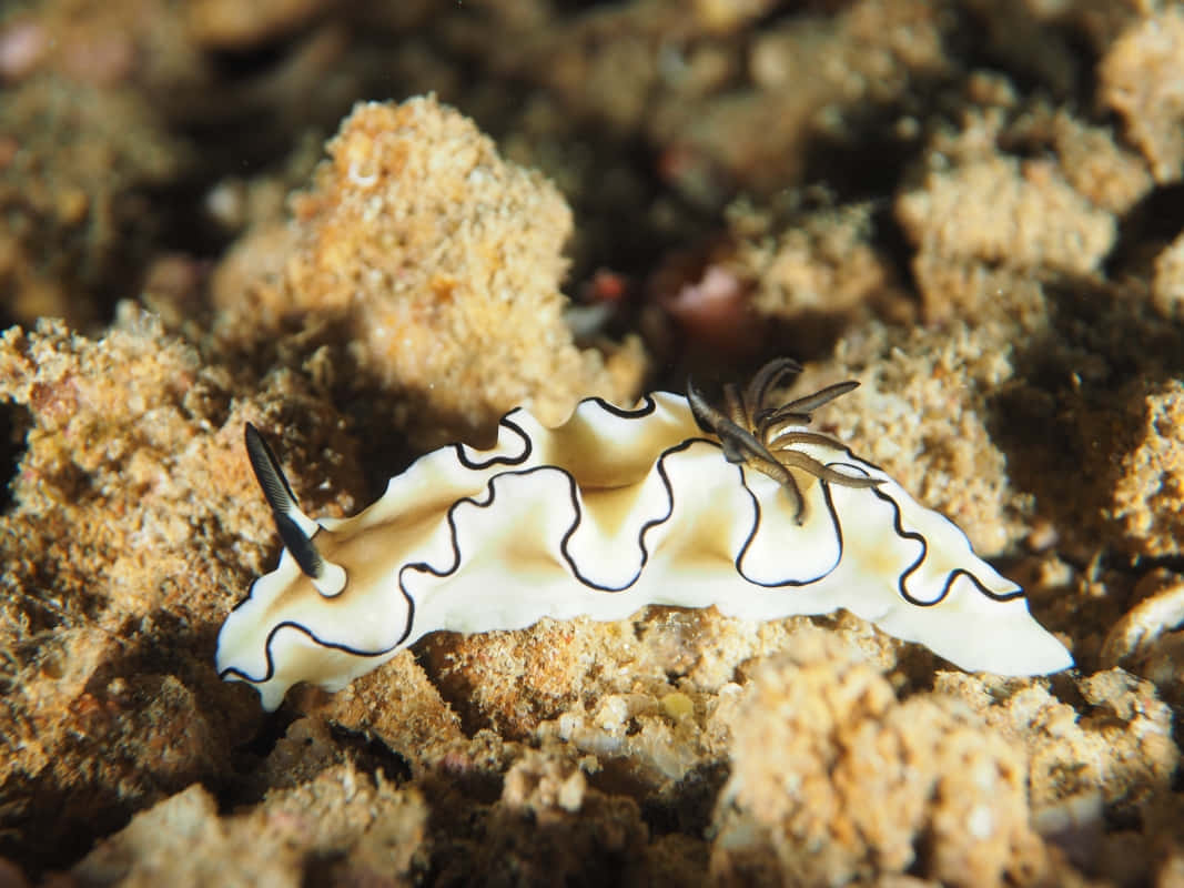 Vibrant Nudibranch Underwater Wallpaper