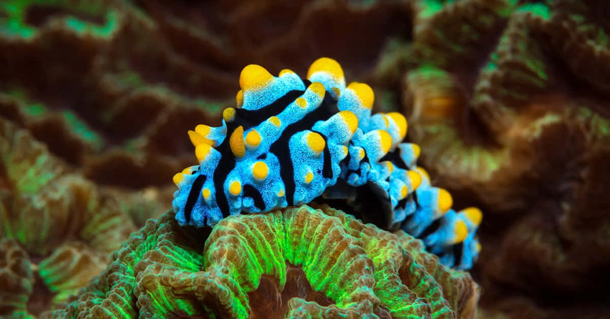 Vibrant Nudibranchon Coral Wallpaper