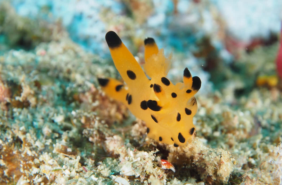 Vibrant Nudibranchon Coral Reef Wallpaper