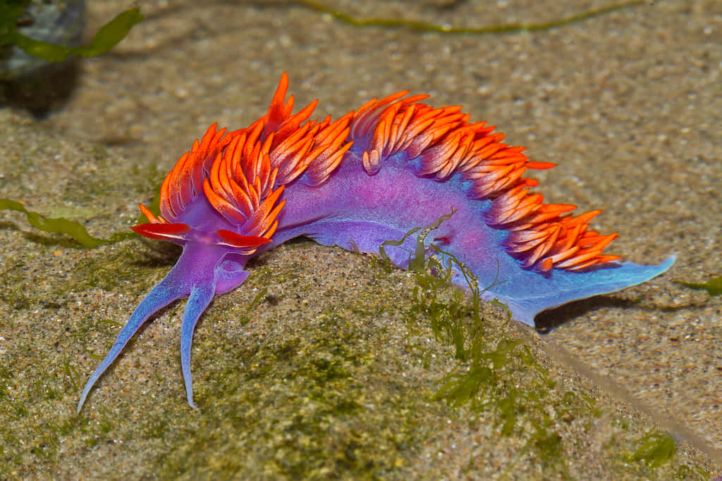 Vibrant Nudibranchon Rocky Surface Wallpaper