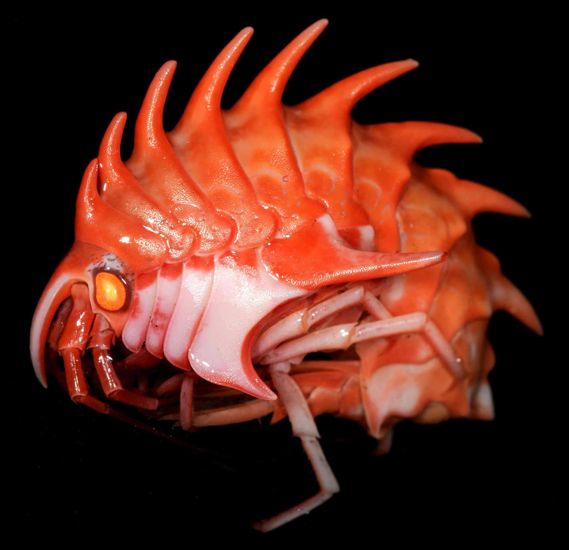 Vibrant Orange Amphipod Wallpaper