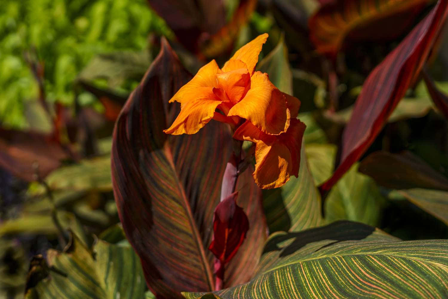 Vibrant Orange Flower Dark Foliage.jpg Wallpaper