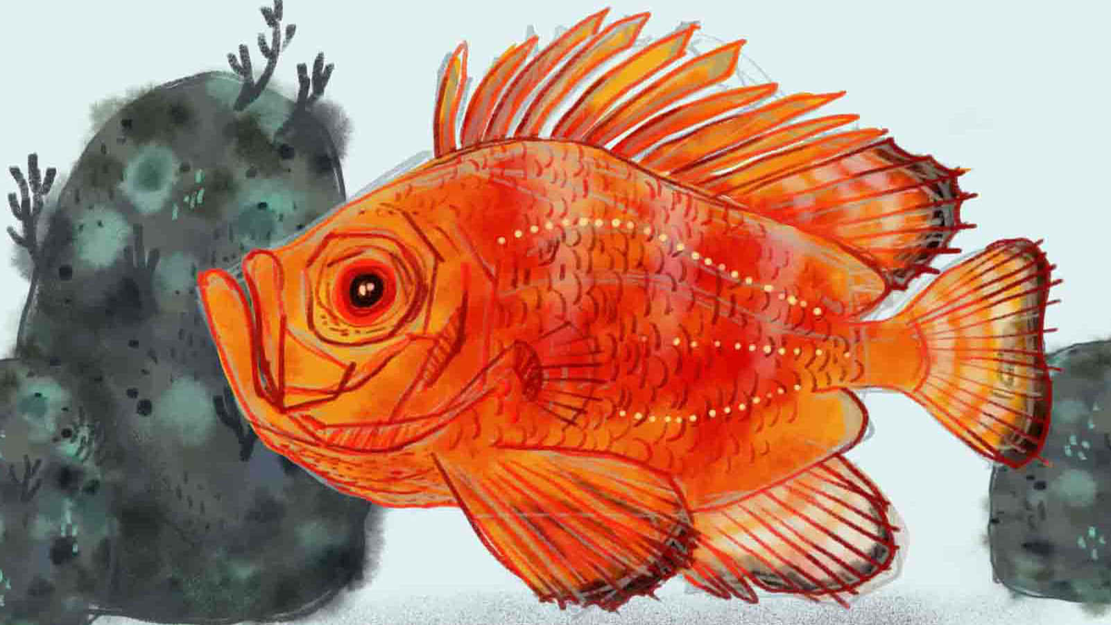 Vibrant Orange Squirrelfish Illustration Wallpaper