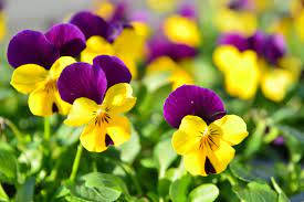 Vibrant Pansy Flowers In Full Bloom Wallpaper