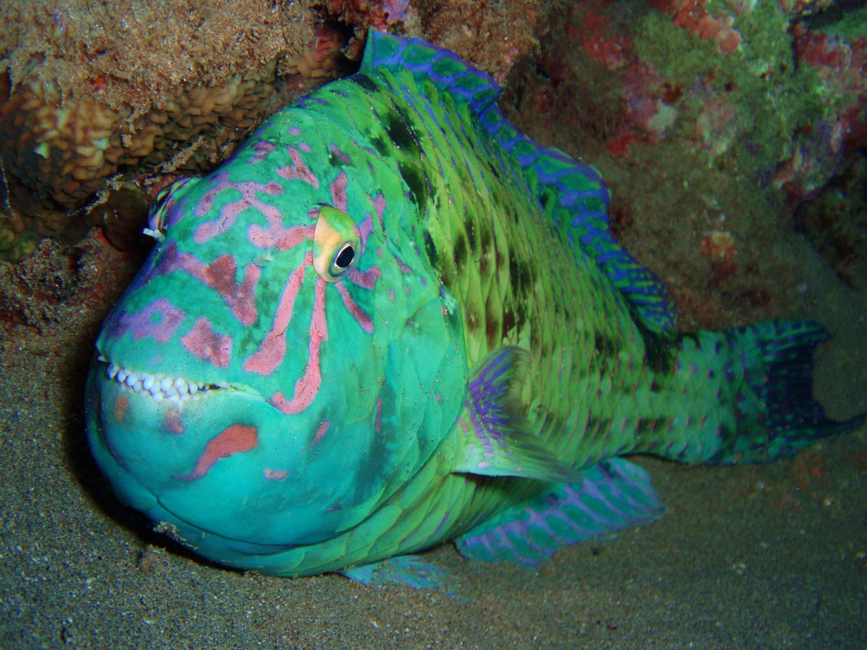 Vibrant Parrotfish In A Tropical Underwater Paradise Wallpaper