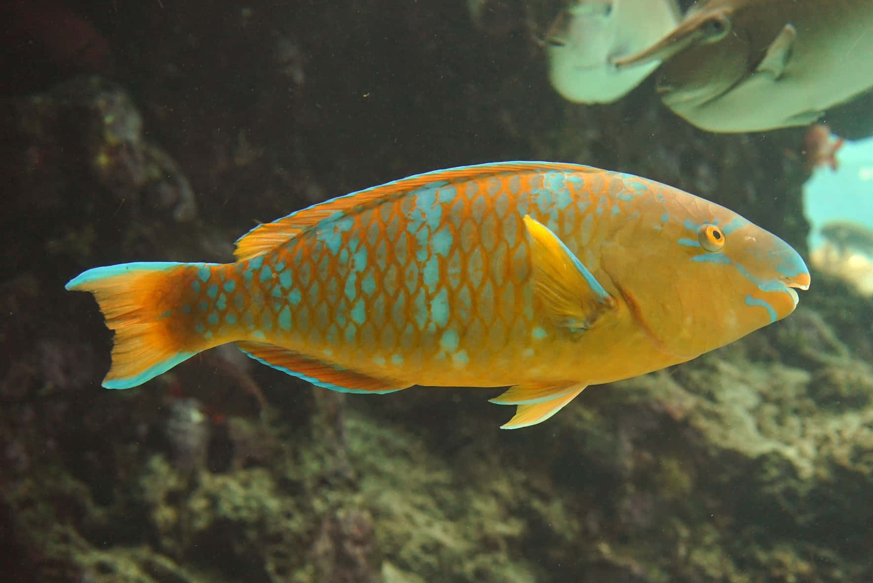 Vibrant_ Parrotfish_ Underwater Wallpaper