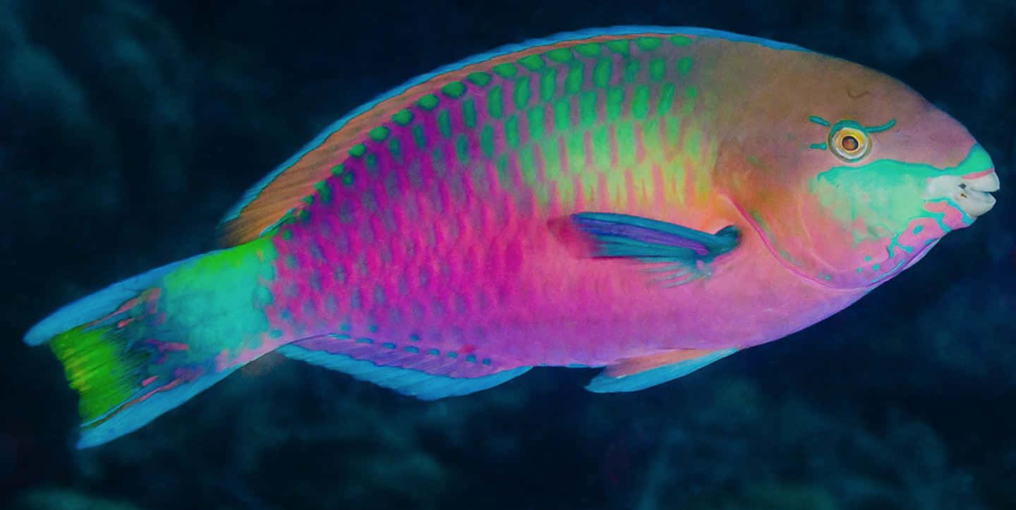 Vibrant Parrotfish Underwater Wallpaper