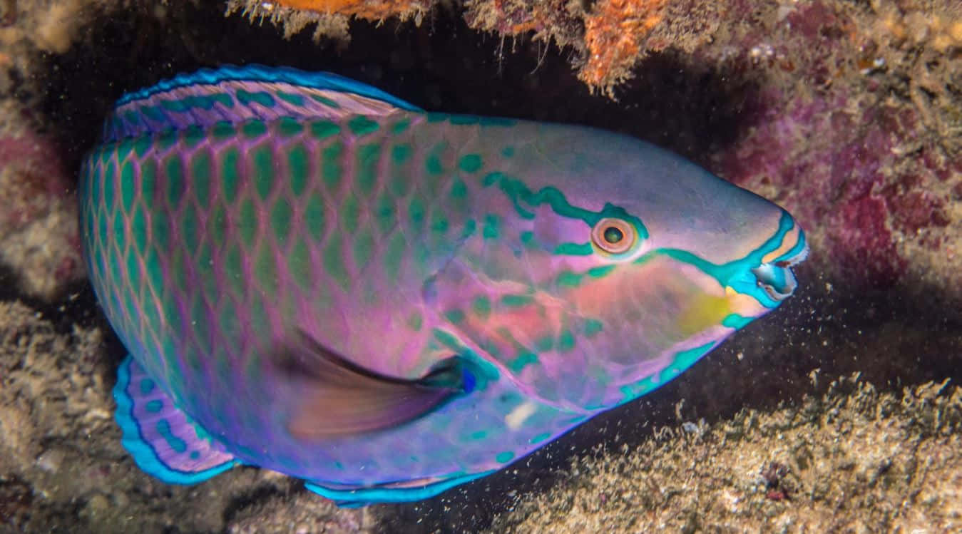 Vibrant Parrotfish Underwater Wallpaper