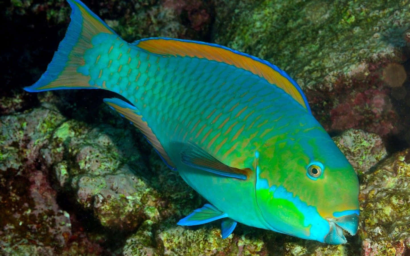 Vibrant Parrotfishin Coral Reef Wallpaper