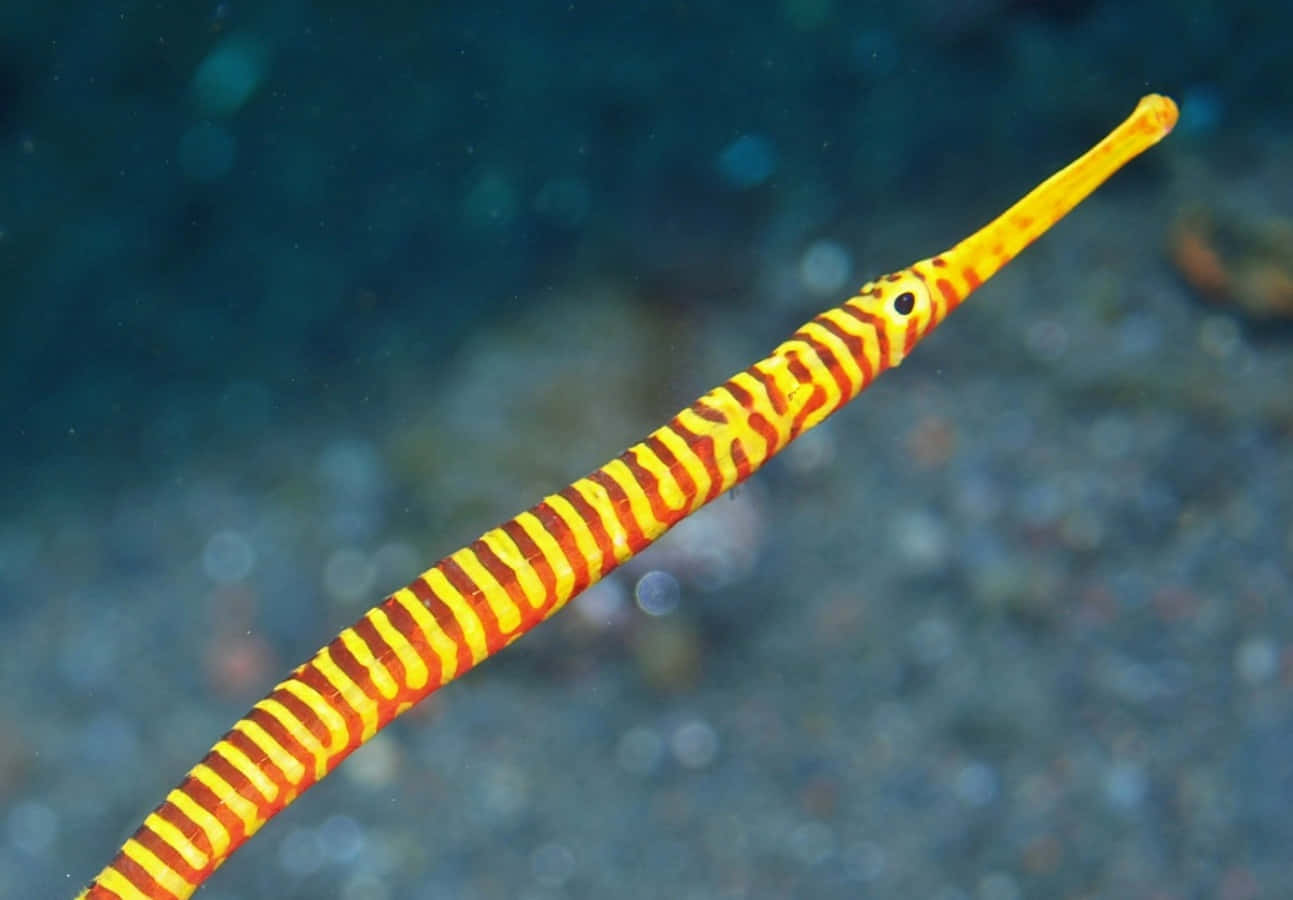 Vibrant Patterned Pipefish Wallpaper