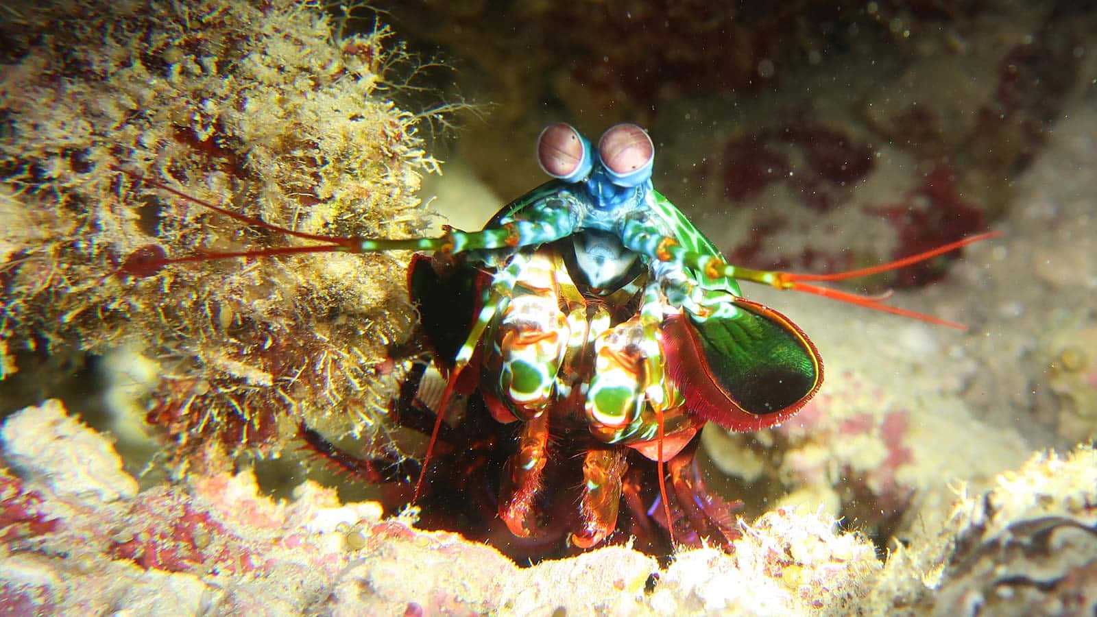 Vibrant Peacock Mantis Shrimp Wallpaper